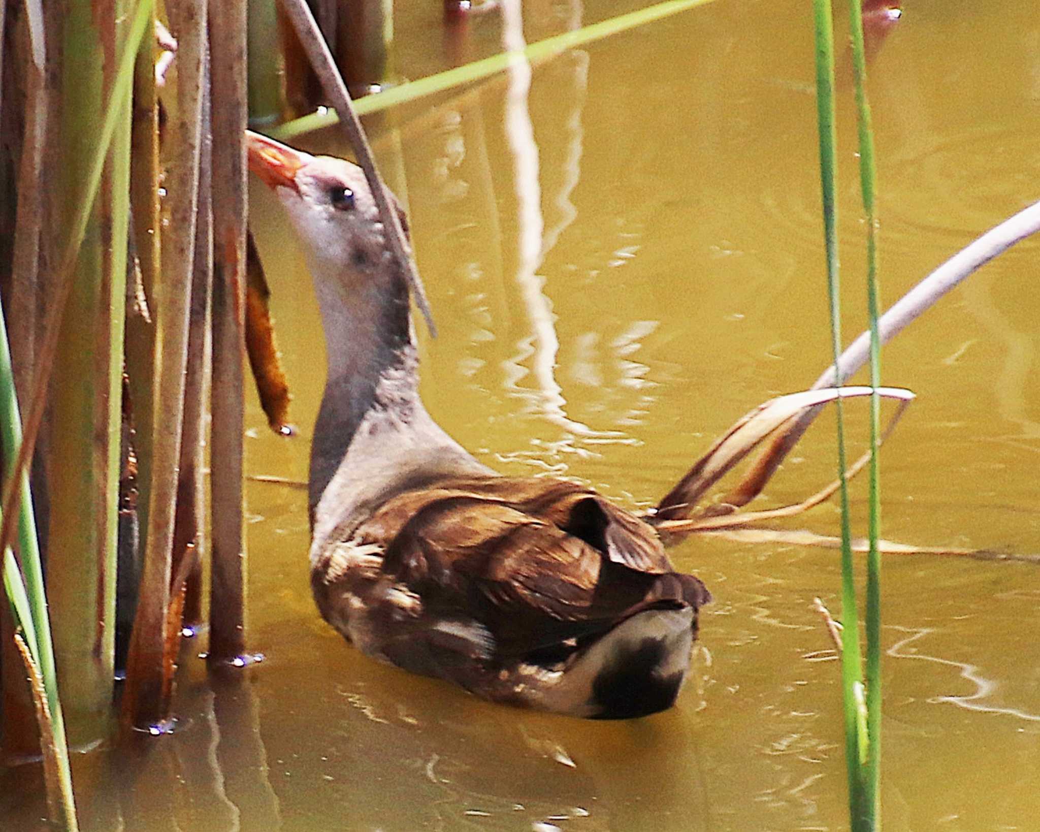 Common Moorhen