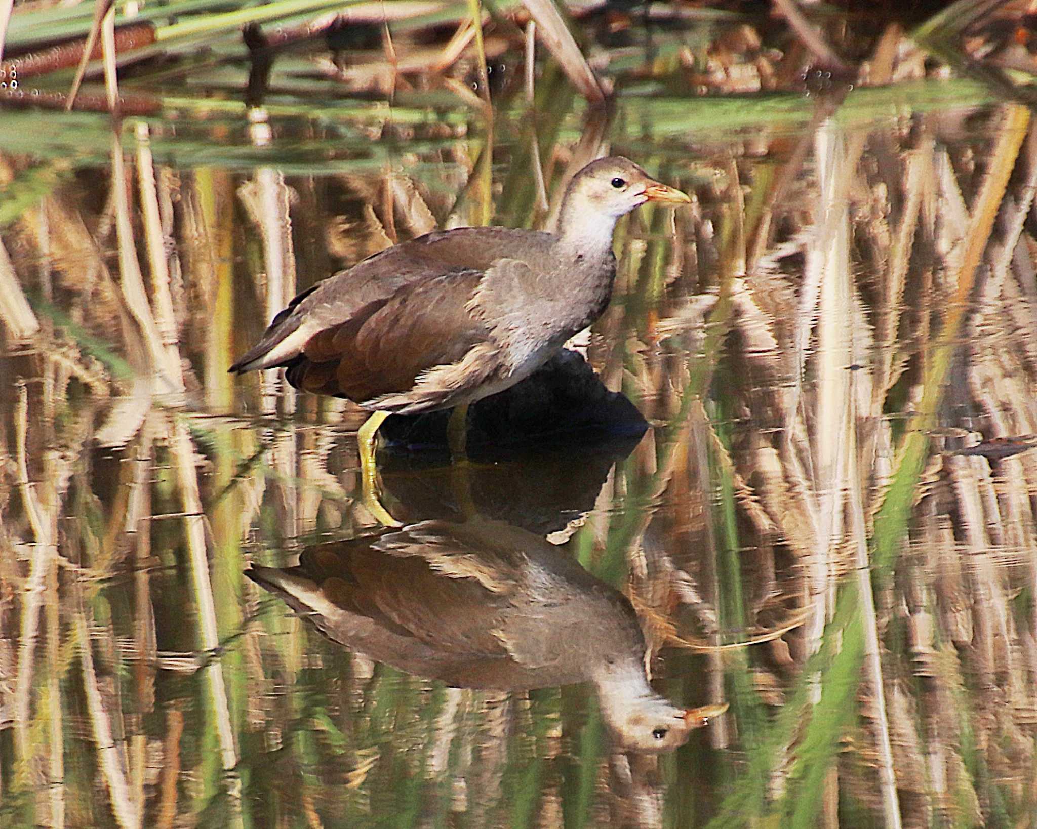 Common Moorhen