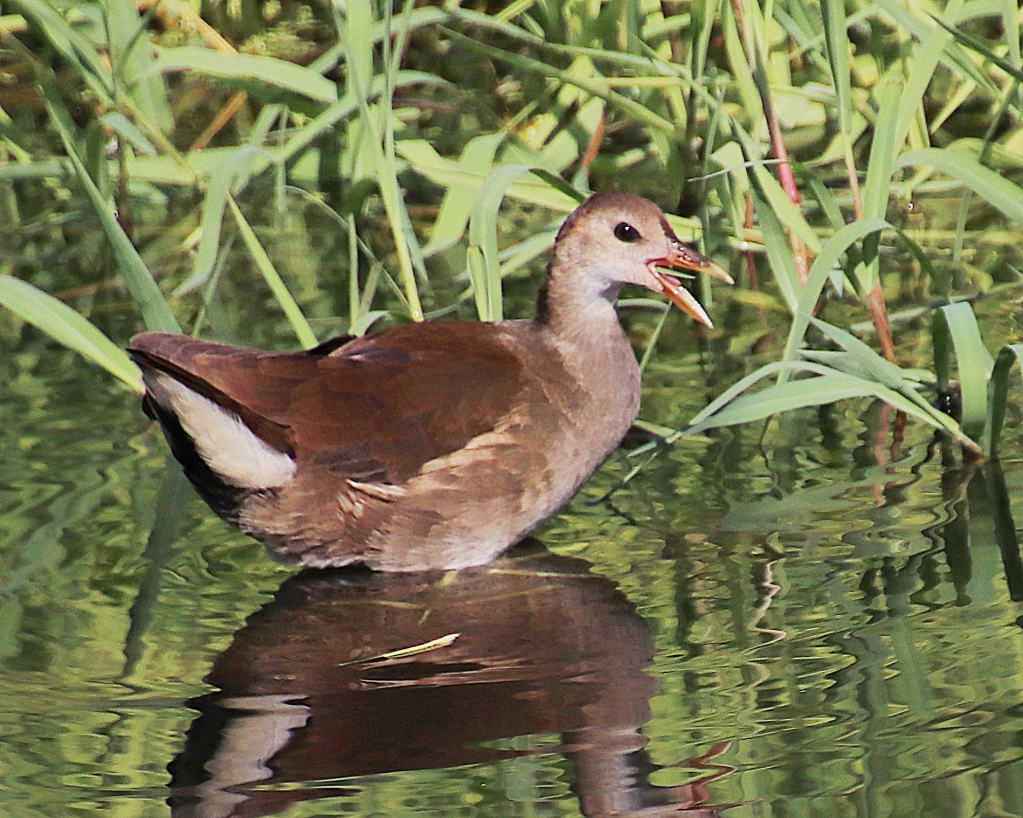 Photo of Common Moorhen at Oizumi Ryokuchi Park by Ken Mimura