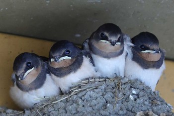 ツバメ 鳥取県 2023年7月10日(月)