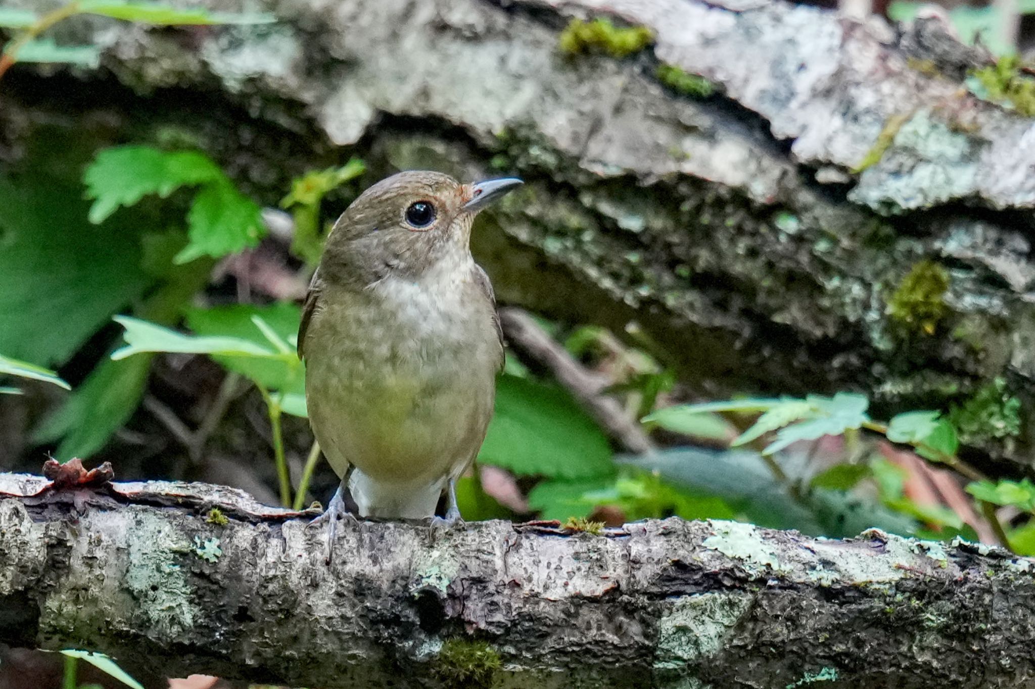 キビタキ