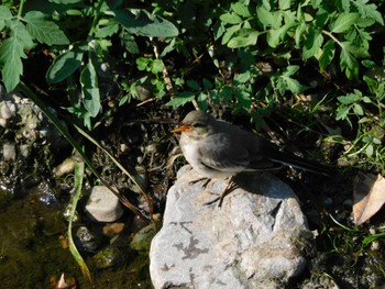 2023年7月21日(金) 妙正寺川の野鳥観察記録