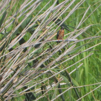 Common Kingfisher 小畔水鳥の郷公園 Wed, 7/12/2023