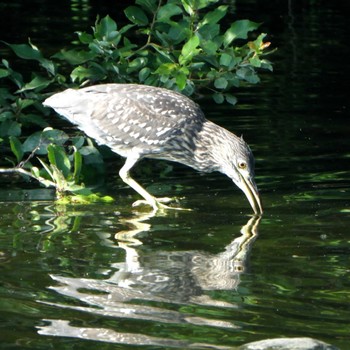 Black-crowned Night Heron 小畔水鳥の郷公園 Wed, 7/12/2023