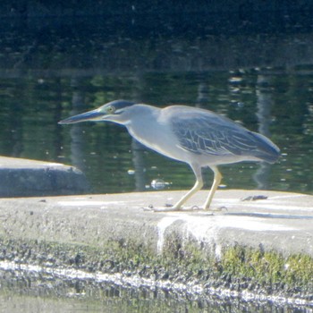 Striated Heron 小畔水鳥の郷公園 Wed, 7/12/2023