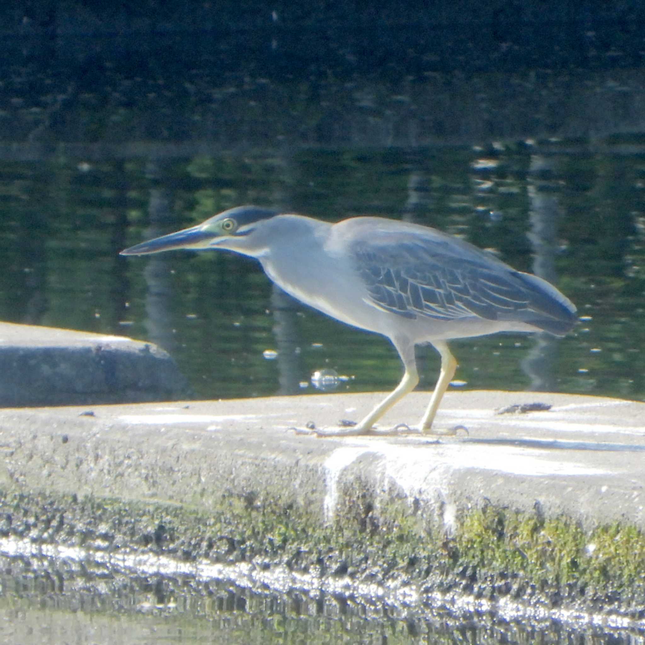 小畔水鳥の郷公園 ササゴイの写真 by akashi-tai