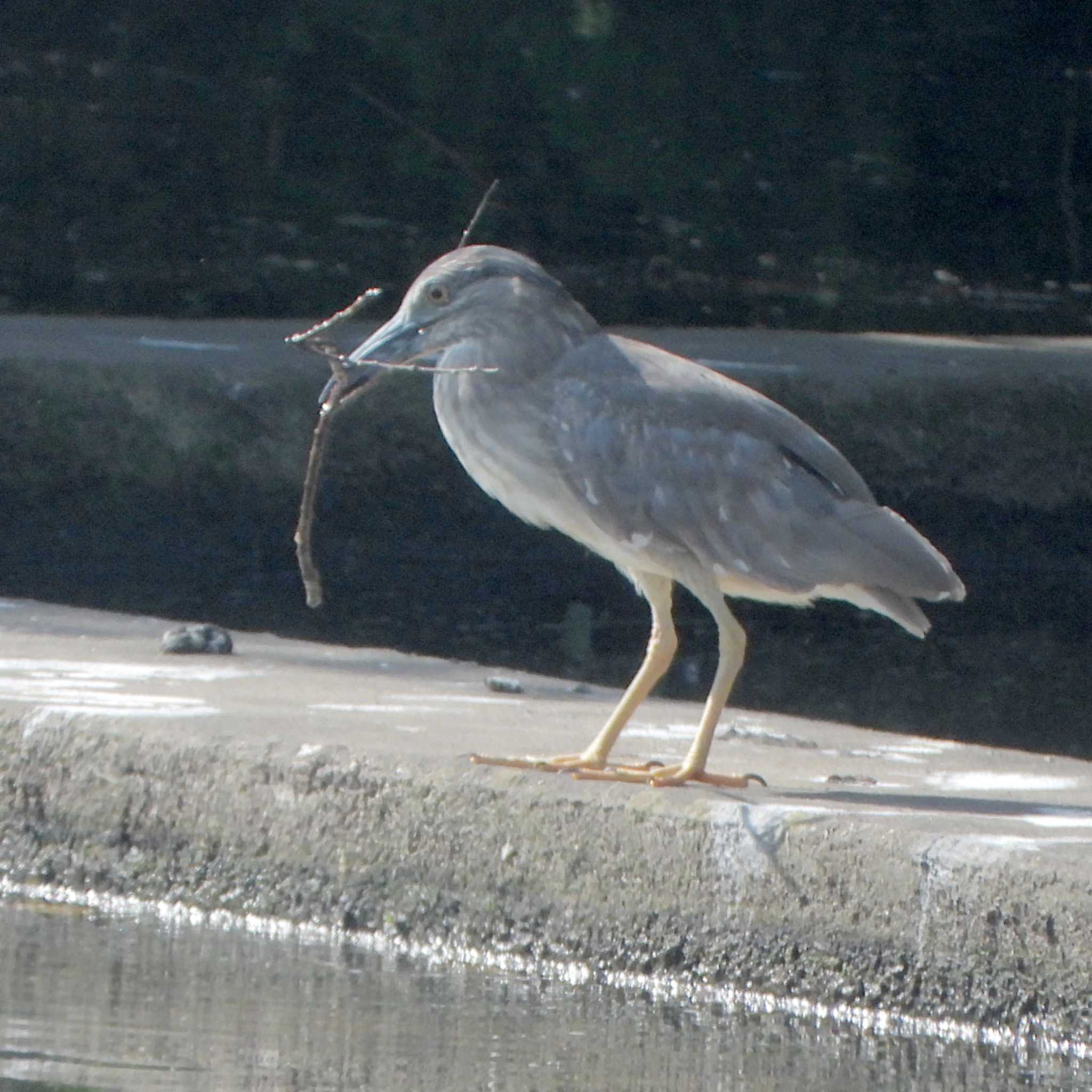 小畔水鳥の郷公園 ササゴイの写真 by akashi-tai