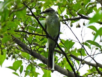 Ashy Minivet 日本ラインうぬまの森 Fri, 7/21/2023