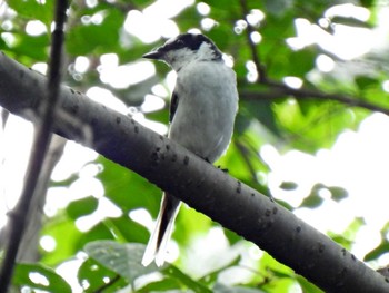 Ashy Minivet 日本ラインうぬまの森 Fri, 7/21/2023