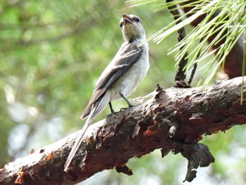 Ashy Minivet 日本ラインうぬまの森 Fri, 7/21/2023