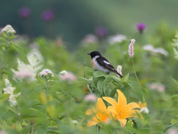 ノビタキ 霧ヶ峰高原 2023年7月18日(火)