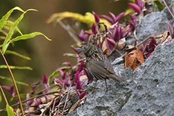 Annam Limestone Babbler Doi Angkhang Mon, 2/20/2023