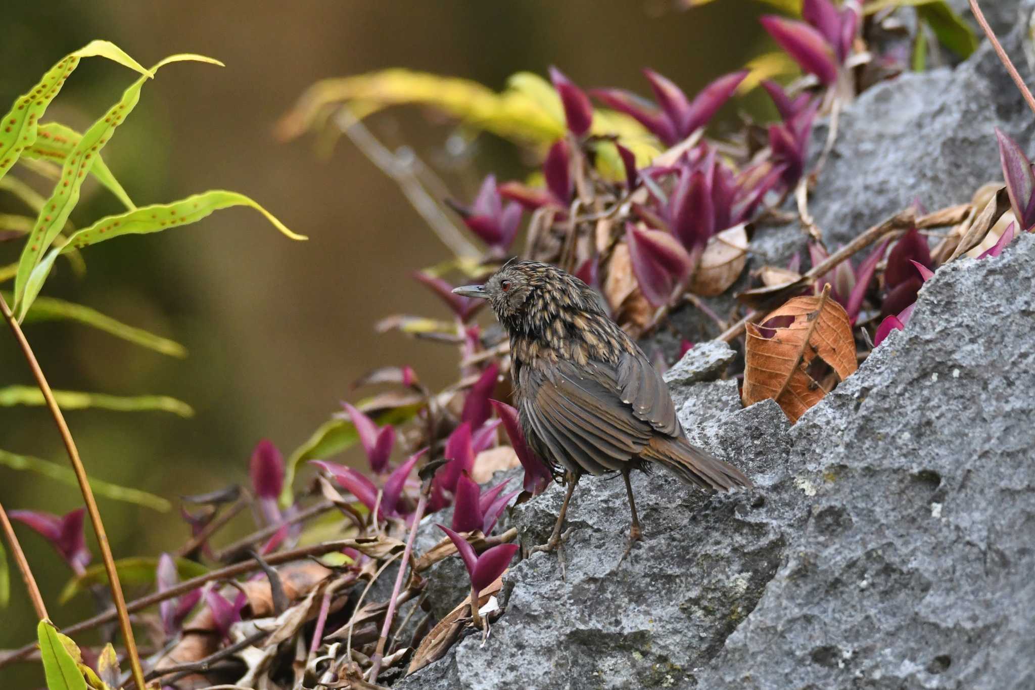 Annam Limestone Babbler