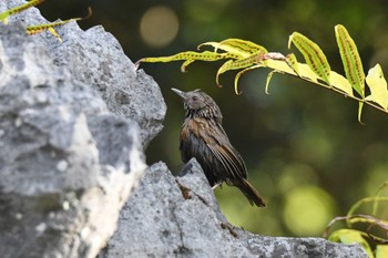 Annam Limestone Babbler Doi Angkhang 2023年2月20日(月)