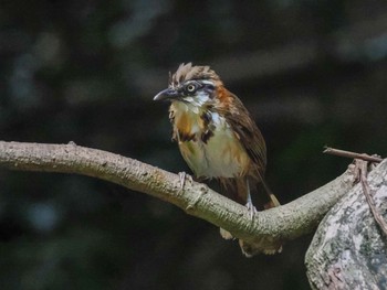 Lesser Necklaced Laughingthrush Kaeng Krachan National Park Fri, 6/30/2023