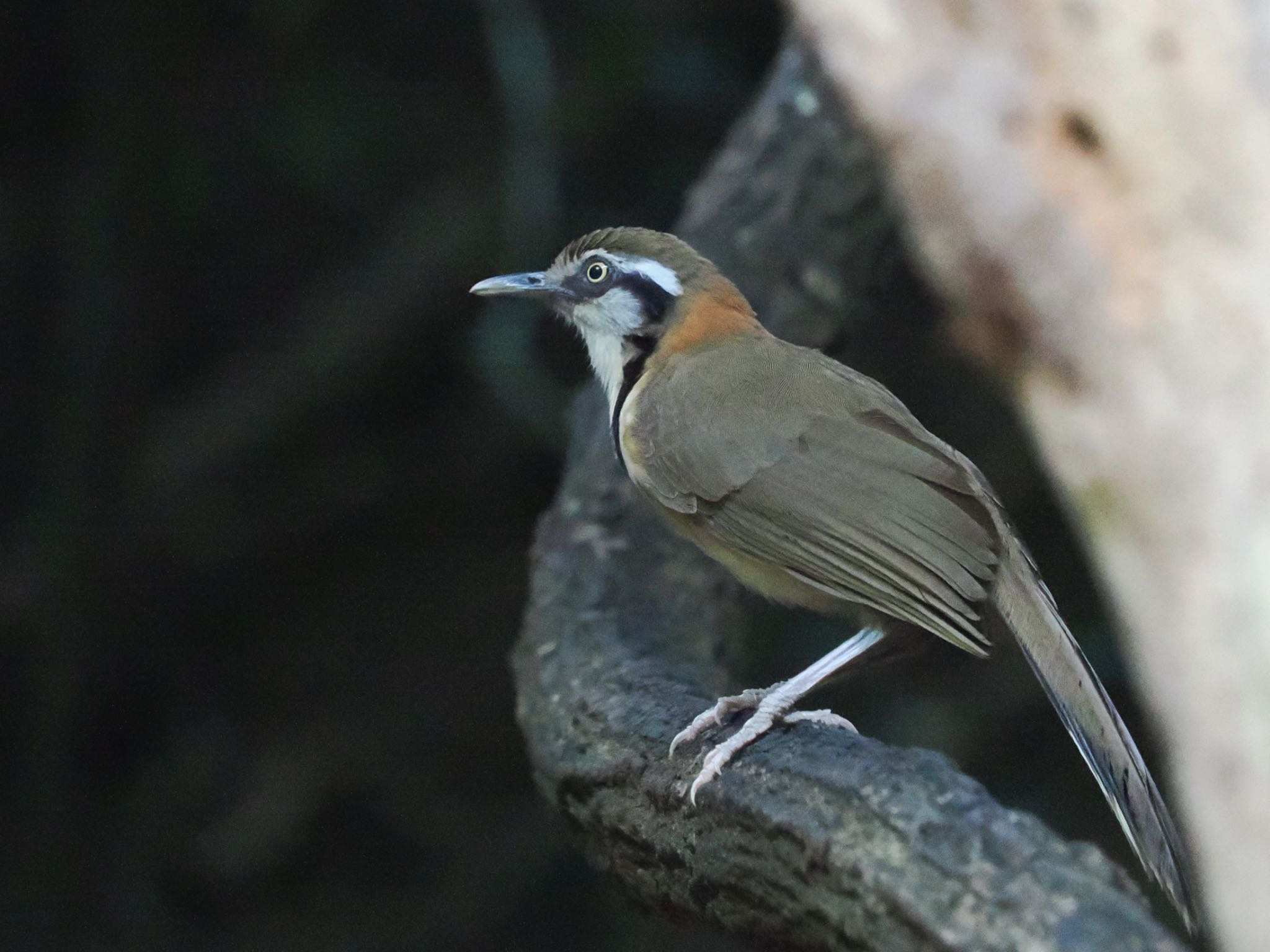 Lesser Necklaced Laughingthrush