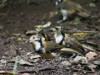 Greater Necklaced Laughingthrush Kaeng Krachan National Park Fri, 6/30/2023