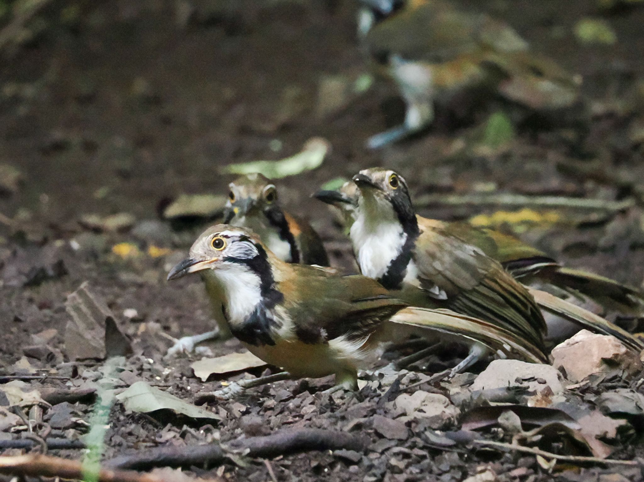 タイのガビチョウ属1/2 クビワガビチョウ 群れで木の実や虫を食べる　黒いネックレスと頬を囲む黒い線が特徴 by クロやん