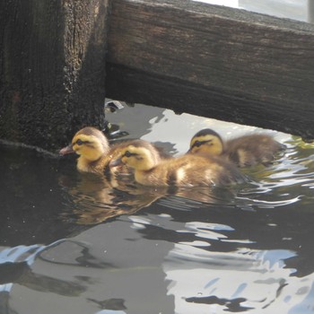 Sun, 7/9/2023 Birding report at 石川島公園