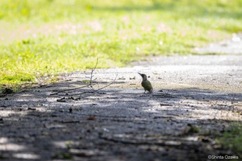 Grey-headed Woodpecker Milano, Italy Thu, 7/13/2023