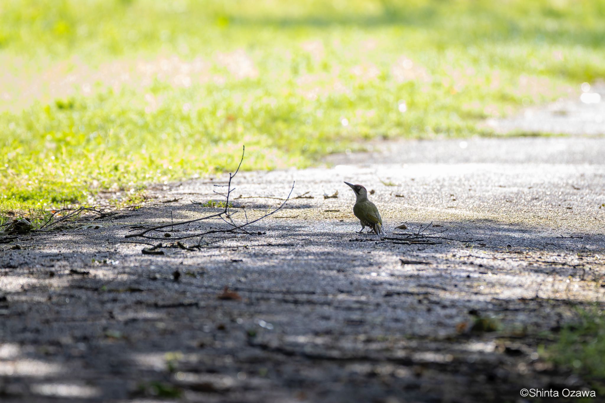 Photo of Grey-headed Woodpecker at Milano, Italy by SNT