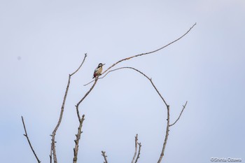 Great Spotted Woodpecker Milano, Italy Thu, 7/13/2023