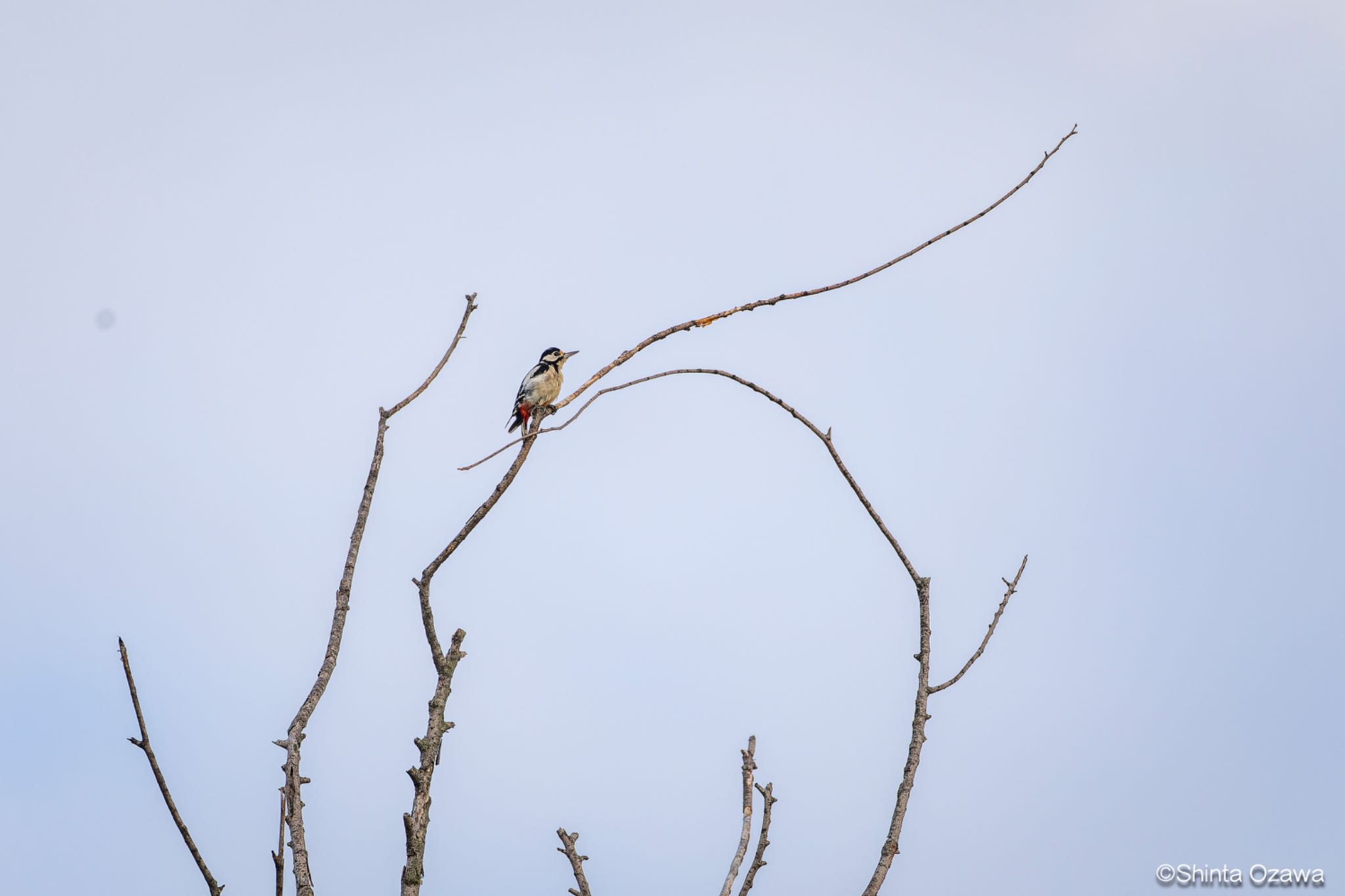 Photo of Great Spotted Woodpecker at Milano, Italy by SNT