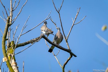 Common Wood Pigeon Milano, Italy Thu, 7/13/2023