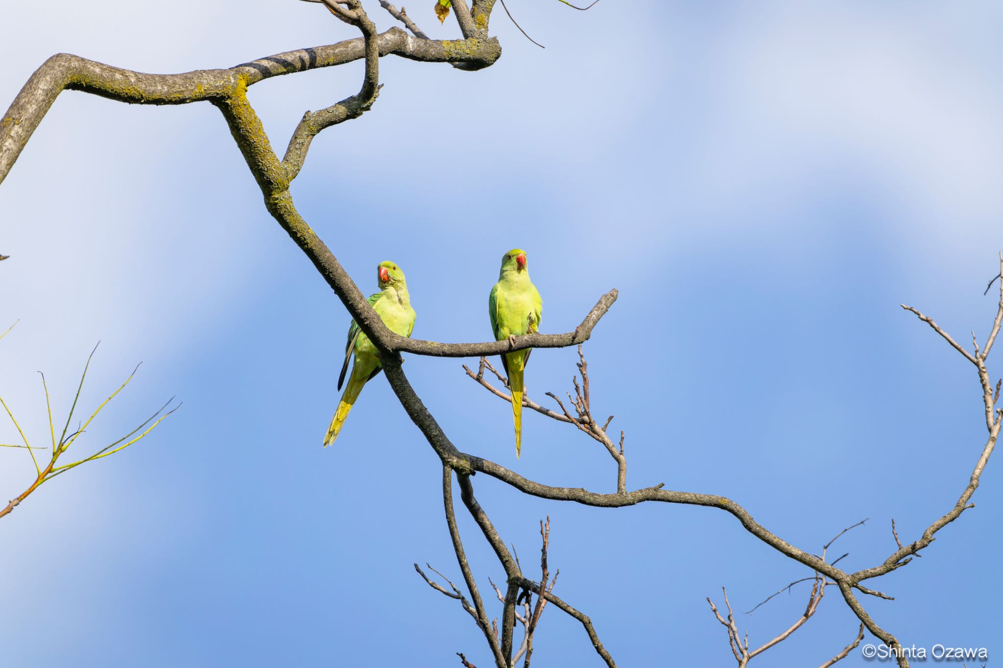 Photo of Indian Rose-necked Parakeet at Milano, Italy by SNT