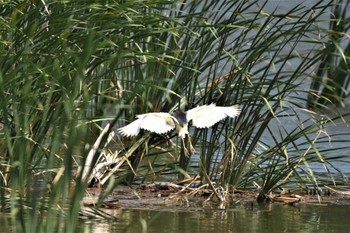 Chinese Pond Heron 21世紀の森と広場(千葉県松戸市) Wed, 7/12/2023