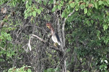 Chinese Pond Heron 21世紀の森と広場(千葉県松戸市) Fri, 7/14/2023