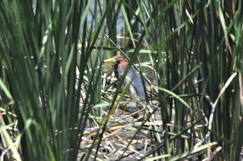 Chinese Pond Heron 21世紀の森と広場(千葉県松戸市) Wed, 7/12/2023