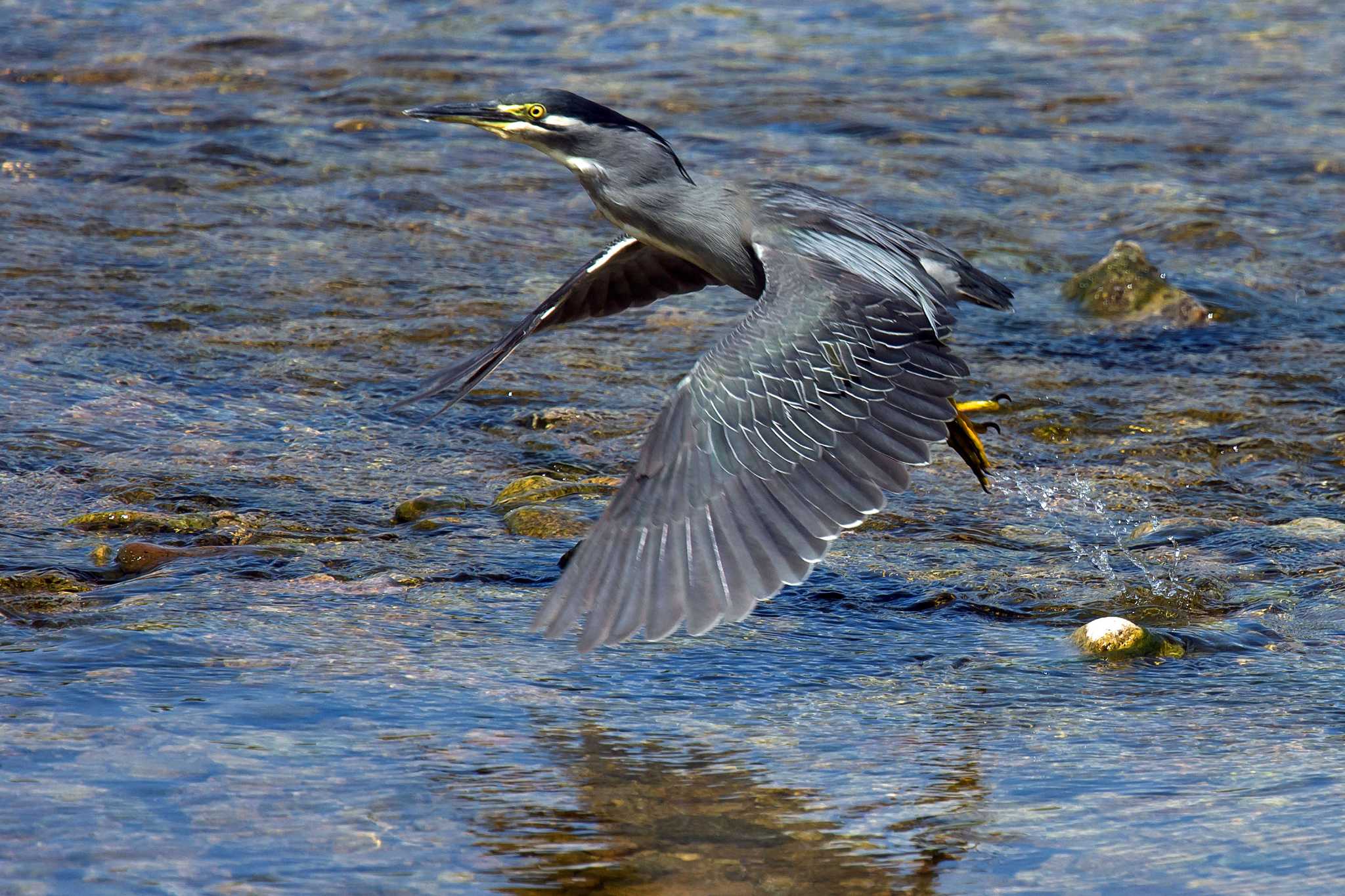 Photo of Striated Heron at  by Tanago Gaia (ichimonji)