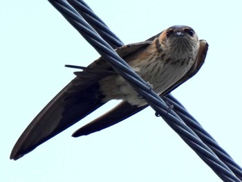 Red-rumped Swallow 各務原市内 Fri, 7/21/2023