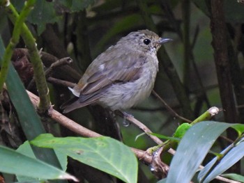 Narcissus Flycatcher 日本ラインうぬまの森 Fri, 7/21/2023