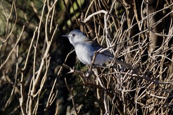 Grey Shrikethrush