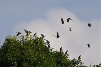 2023年7月22日(土) 長浜公園の野鳥観察記録