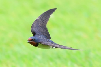 Barn Swallow Unknown Spots Sat, 7/1/2023