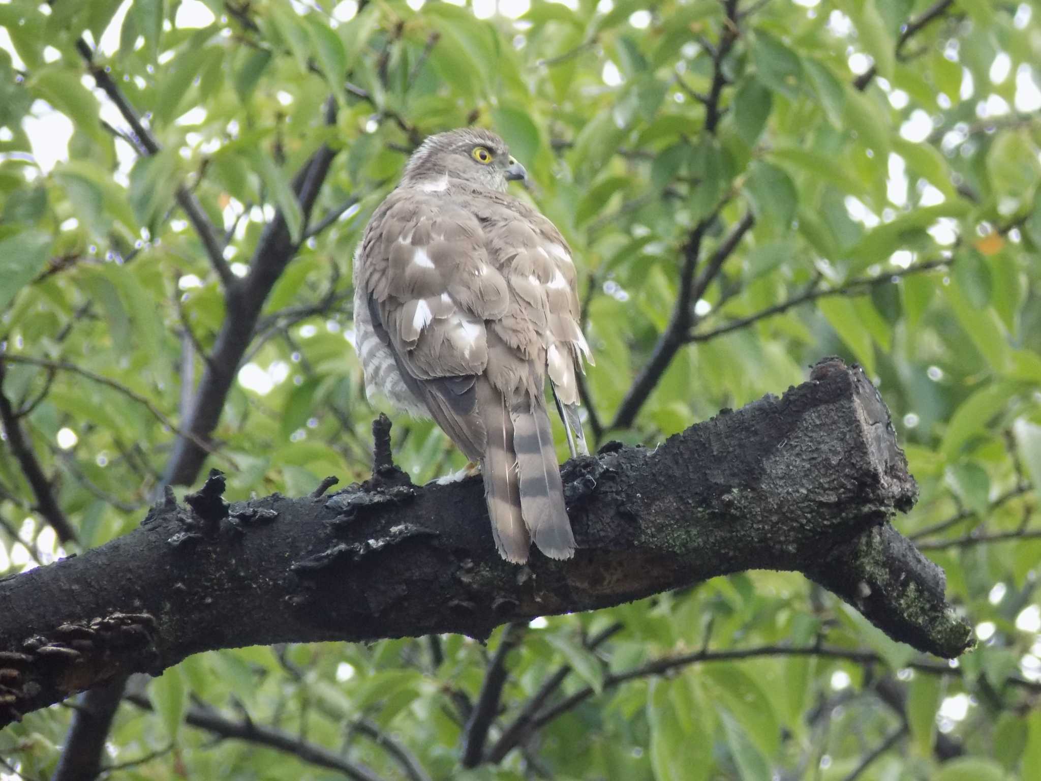 Photo of Japanese Sparrowhawk at 埼玉県鴻巣市吹上　元荒川 by 近所で鳥見