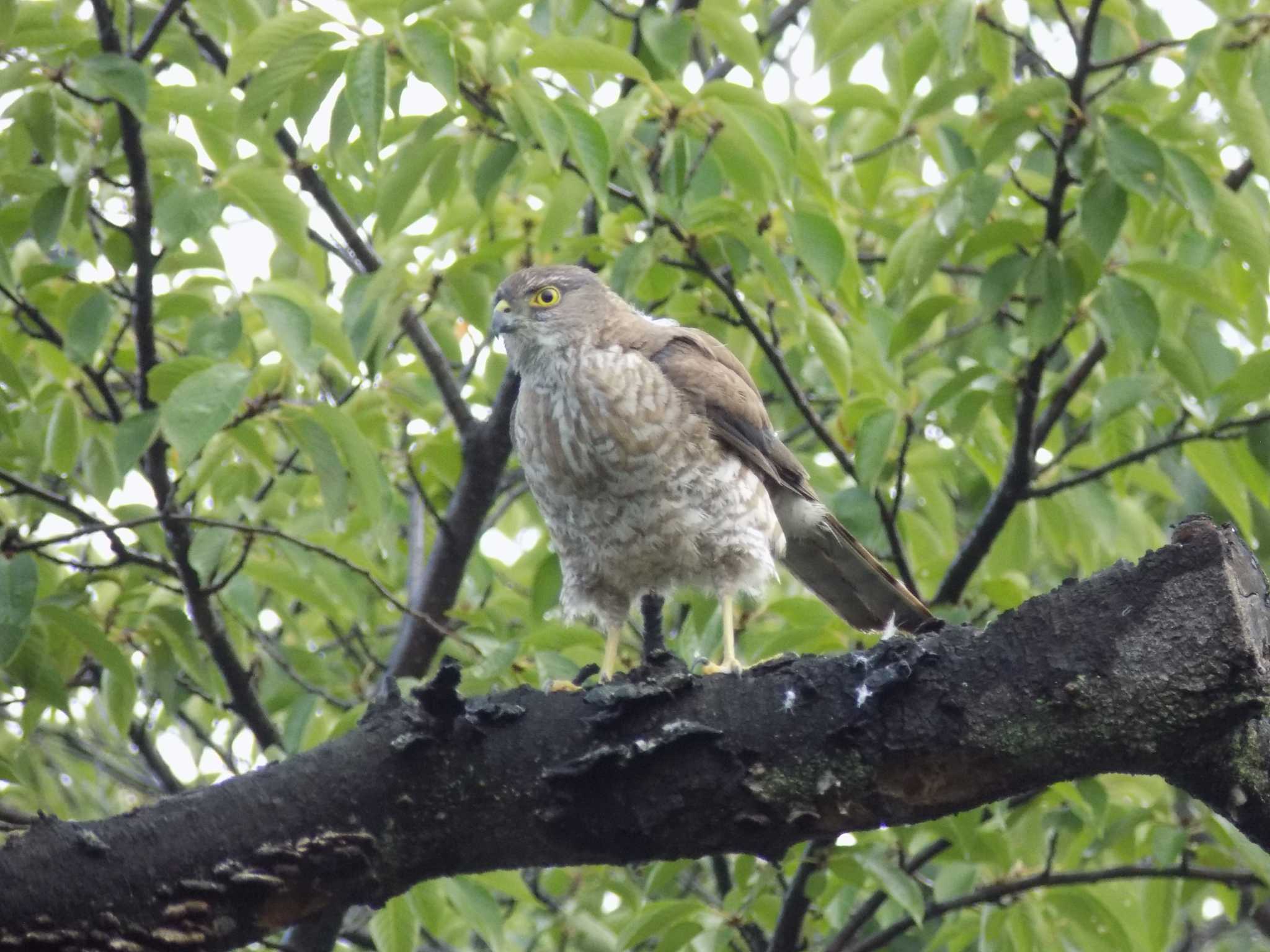 Untitled Photo by 近所で鳥見