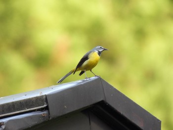 Grey Wagtail 田沢湖 Sun, 5/22/2022