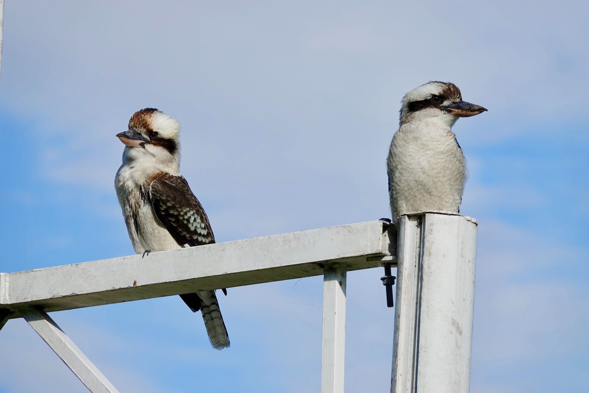 Laughing Kookaburra