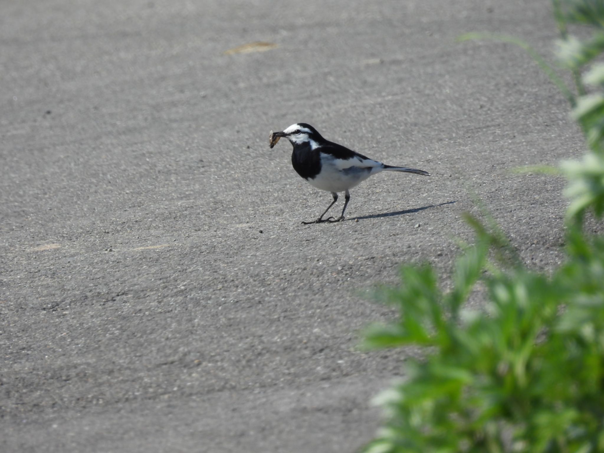 Photo of White Wagtail at 田沢湖 by unko