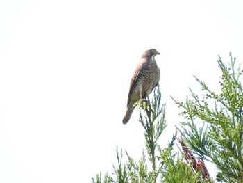 Grey-faced Buzzard 田沢湖 Sun, 5/22/2022