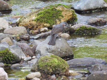 Brown-eared Bulbul 田沢湖 Sun, 5/22/2022