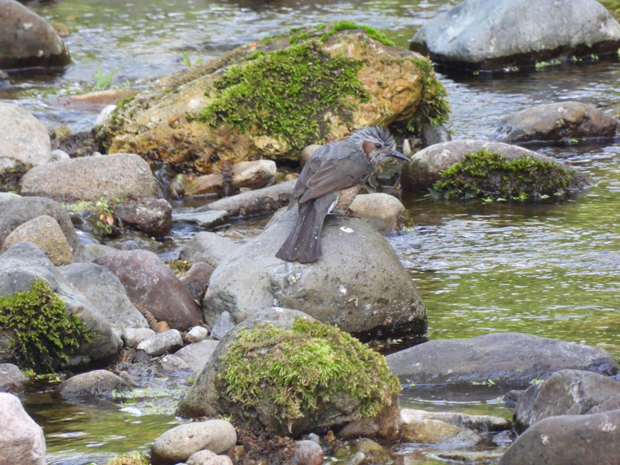 Brown-eared Bulbul