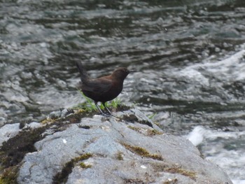 Brown Dipper 田沢湖 Sun, 5/22/2022