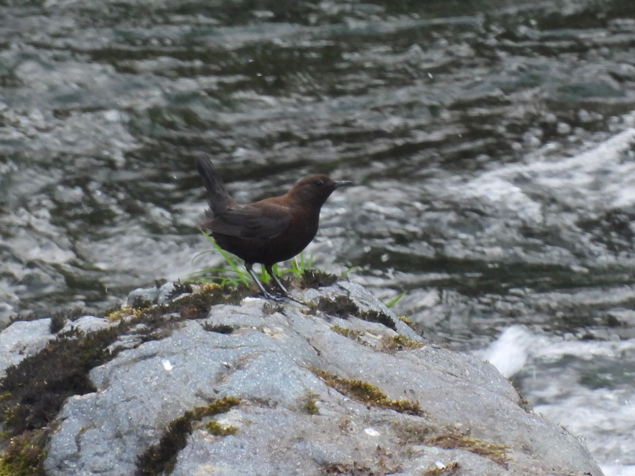 Brown Dipper