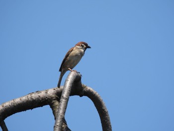 Eurasian Tree Sparrow 田沢湖 Sun, 5/22/2022