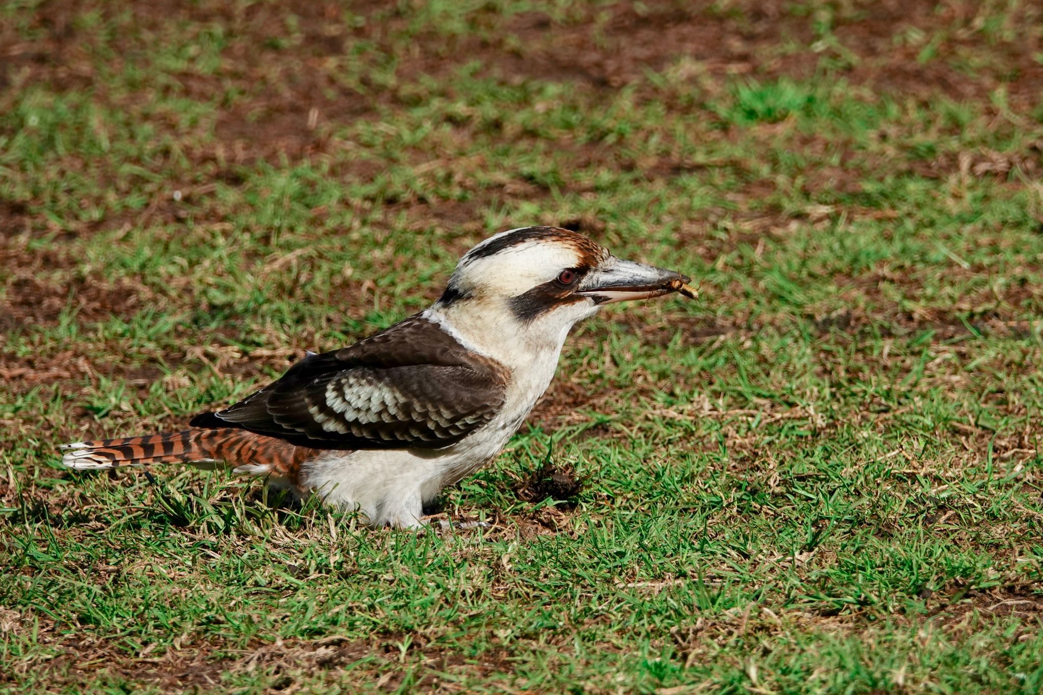 Laughing Kookaburra